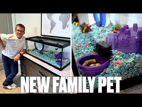 INTRODUCING OUR NEW FAMILY PET | GETTING A HAMSTER FOR THE FIRST TIME | OUR FIRST FAMILY HAMSTER