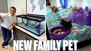 INTRODUCING OUR NEW FAMILY PET | GETTING A HAMSTER FOR THE FIRST TIME | OUR FIRST FAMILY HAMSTER