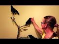 Three Crows In An Office