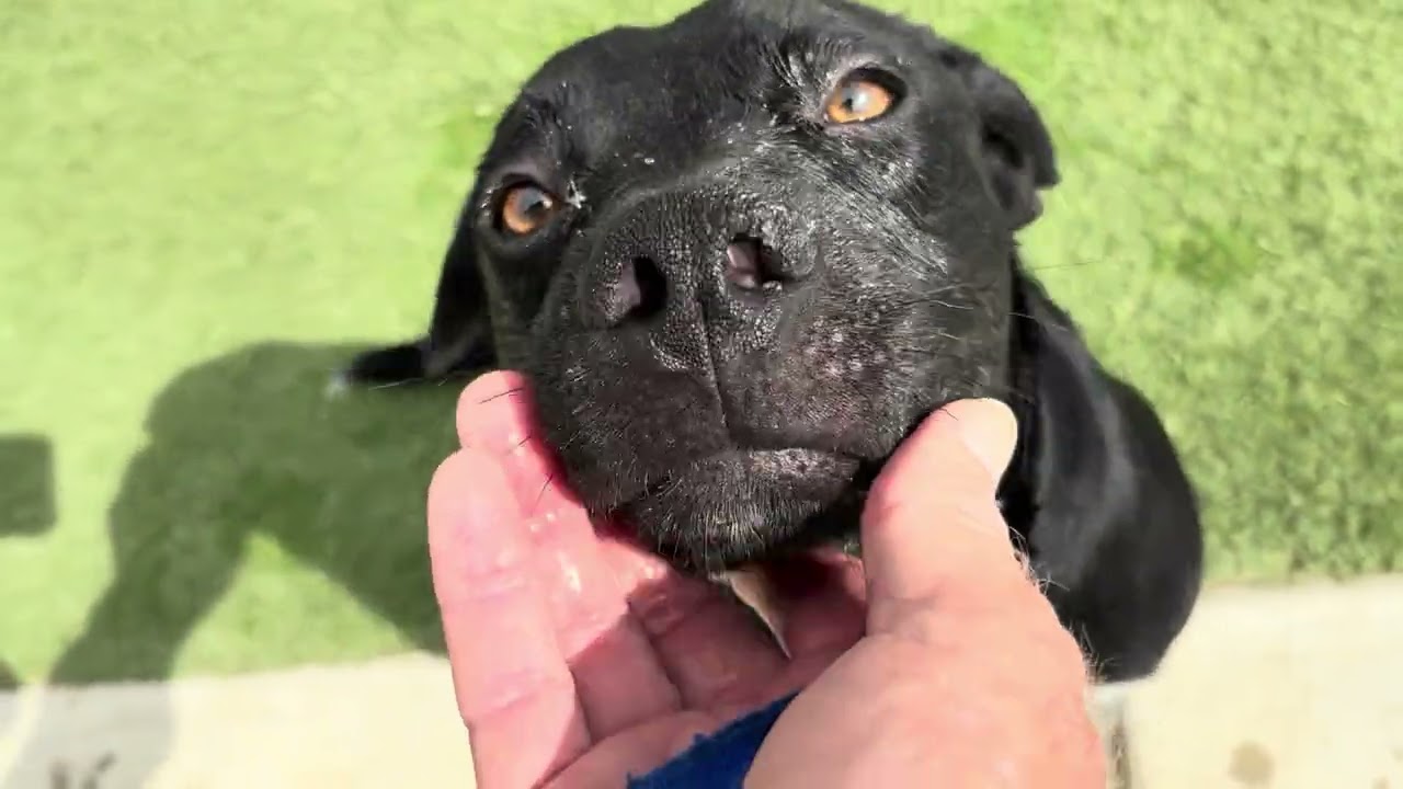 CARNEY, a ADOPTABLE mixed breed in Wasco, CA video 6/6
