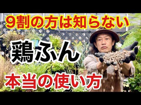 鶏糞を肥料として使用する: 庭の自然の驚異 + ビデオチュートリアル  庭園