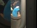 Subway Creatures Toddler Kid With Cookie Monster Hat Stares Through Subway Doors