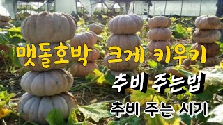 맷돌호박 크게 키우는법 추비 주는 방법 순치기
