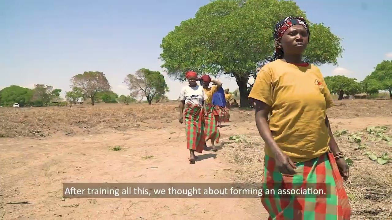 Supporting farmer field schools in Mozambique