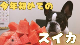 スイカ１玉買ってみた結果大変だった😅