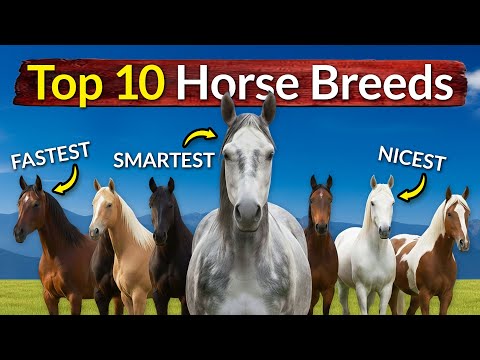 Top 10 Horse Breeds & What Makes Them Special (Temperament, Speed, Smarts)