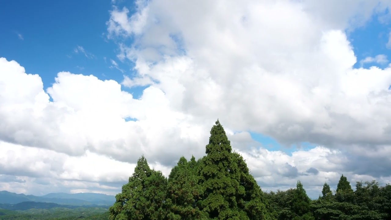 木々と青空／trees and blue sky／s0047