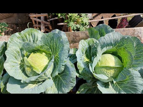 , title : 'Panen kubis 6 kilo 1 pot || cabbage harvest is 6 kilos 1 pot'