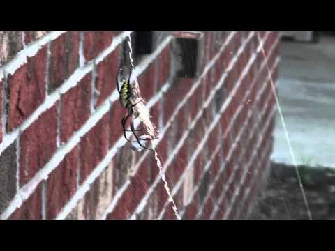 Giant Spider In North Carolina