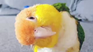 Miniature vidéo