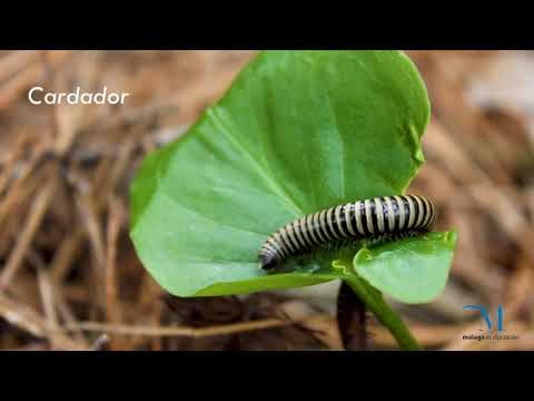 Invertebrados terrestres de la provincia de Mlaga