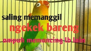 Download lagu emosi tinggi.!!!duet lovebird receh ngetik NGEKEK koek ampuh yang dengar langsung ikut nyaut mp3