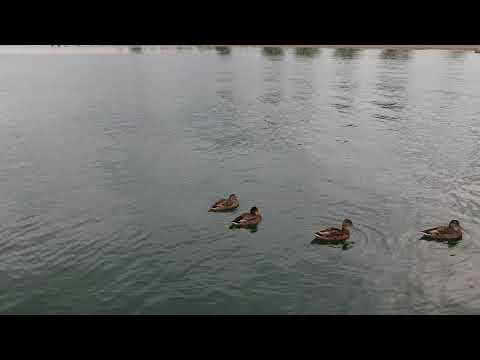 DJI spark ducks