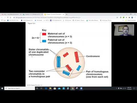 AP Biology Chapter 10: Meiosis and Variation in Life Cycles