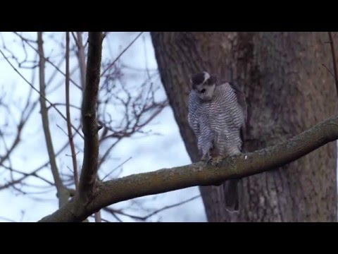 Habichtabflug in Slowmotion /Goshawk slowmo