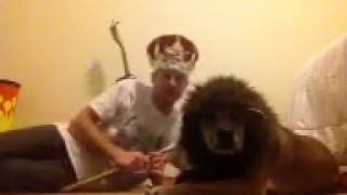 Dog suddenly realizes he can see himself on the TV