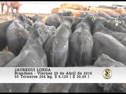 29-04-16 Venta de Machos - Jauregui Lorda - Brandsen.