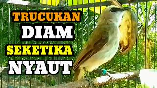 Download lagu Suara Burung trucukan gacor memanggil lawang pancingan trucuk betina mmanggil jantan agar bunyi mp3