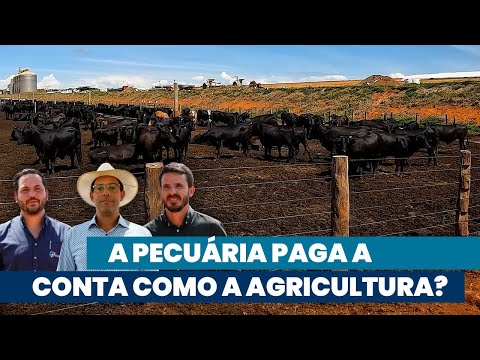 O boi que anda junto com os grãos rende mais | Noticiário Tortuga