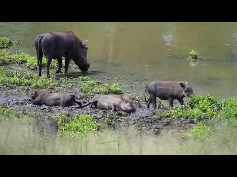 Djuma: Warthogs, Baboons, Wildebeests, Egyptian Geese and Grey Heron - 13:15 - 03/10/19