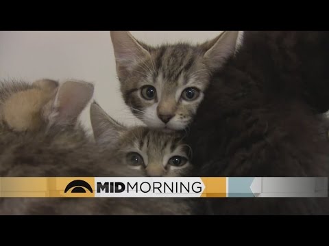 Do Cats Really Love Humans?