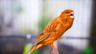 Download lagu PANCINGAN Kenari GACOR PANJANG Cuit CUIT EMOSI ini AMPUH utk MASTERAN Kenari PAUD belajar BUNYI |318 mp3