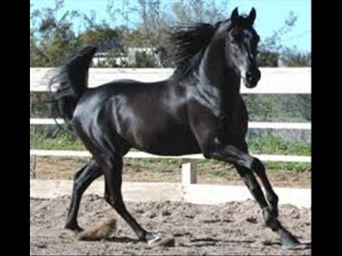 MOJ ČRNI KONJ   Rafko Irgolič