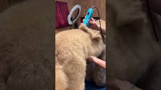 I teach you how to groom Dogs Free Go Groomer on YouTube