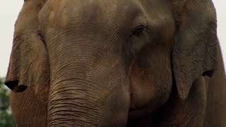 פיל מתאבל על מותו | BBC Earth