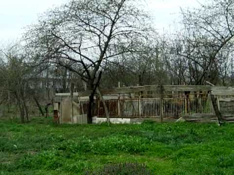 la tara la ciorasti 5 aprilie 2010