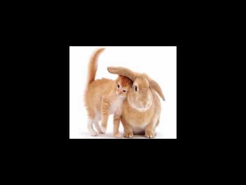 Ogledalce - Zijah Sokolovic Zike