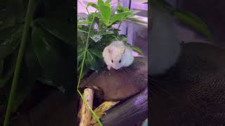 今日のおもち🐹