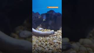 Woman Rescues Eel Swimming Upside Down At Pet Store | The Dodo
