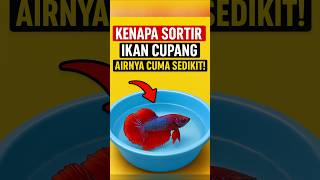 Download lagu Rahasia Kenapa Sortir Ikan Cupang Airnya Cuma Sedikit! 🐟🔥 #ikan #cupang #betafish #ribuan #shorts mp3