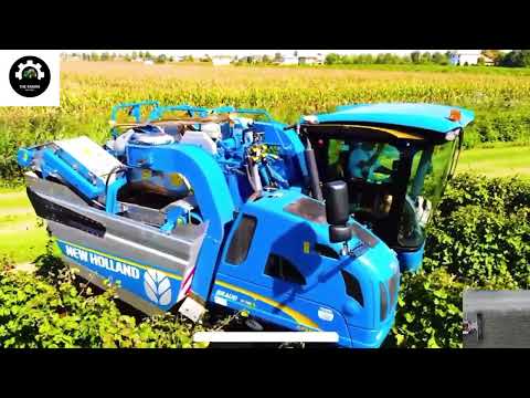 How to produce millions of vines | How To Produce Millions Of Vines