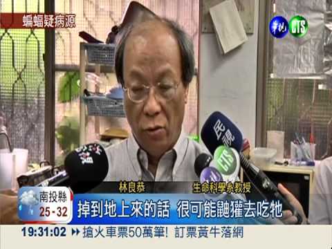 疑咬狂犬病蝙蝠 鼬獾染狂犬死!