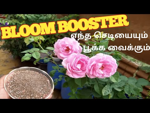 Flower /Bloom Boosting Fertilizer in tamil ||