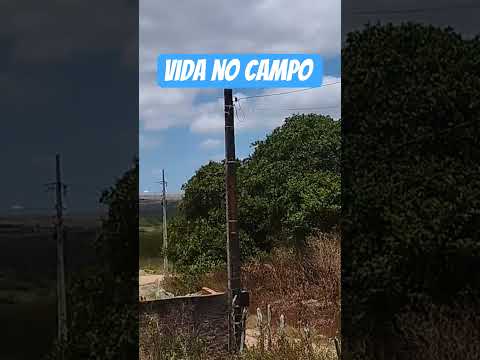 #vida #campo #jacaraú    #paraiba #nordeste #brasil