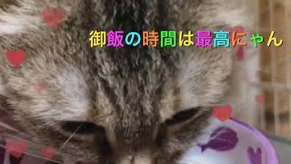 御飯をムシャムシャ美味しそうに食べるゆめちゃん😄 Yume who eats food so as to be delicious