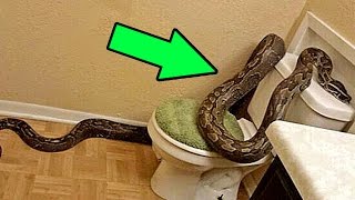 5 СУЩЕСТВ, КОТОРЫХ ВЫ МОЖЕТЕ НАЙТИ В СВОЕМ ТУАЛЕТЕ