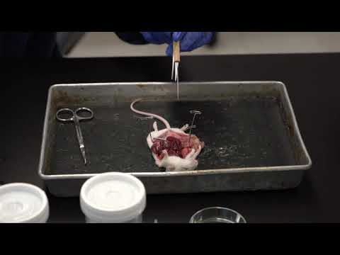 Dissection of a mouse (Mus musculus) infected with Schistosoma mansoni