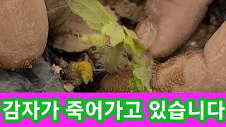 서두르세요 감자가 죽어가고  있습니다~ 홍감자,두박감자,카스테라감자,빨간감자,홍심이 감자재배방법,솔림농원텃밭…