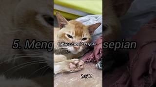 Download lagu 5 Manfaaf Memelihara Kucing #cat #kucinglucubandung #kucinglucu #shorts mp3 Download lagu 5 Manfaaf Memelihara Kucing #cat #kucinglucubandung #kucinglucu #shorts mp3