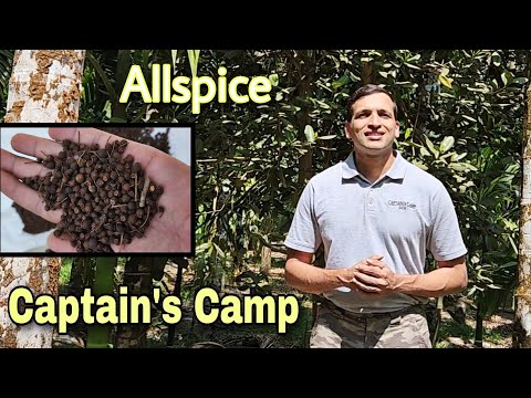 All about Allspice Cultivation @captainscampsirsi
