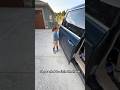 Siblings Temper Tantrum