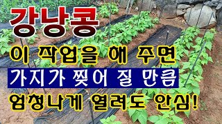 [텃밭농부.1,006]  강낭콩 이렇게 해 주면 가지가 찢어 지도록 열려도 안심한다