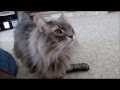 Music For Cats 