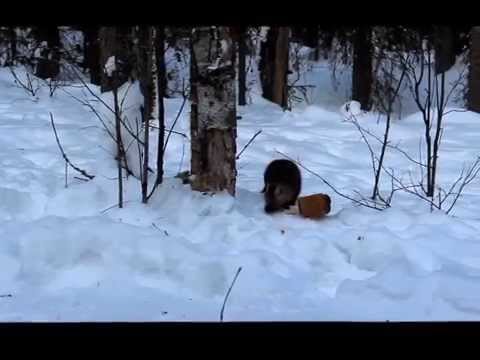 Sable and bread