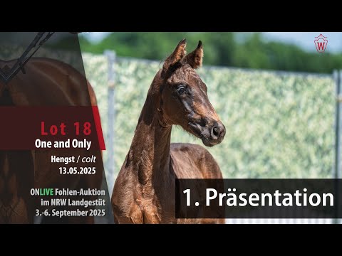 Präsentation Fohlen-Auktion im NRW Landgestüt Nr. 18 One and Only HF v. One Million - Rock Forever I