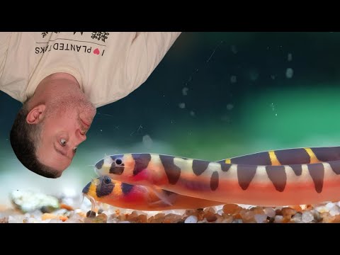 My 12 Favorite Small Fish for Your Aquarium! (Beginner-Friendly also)